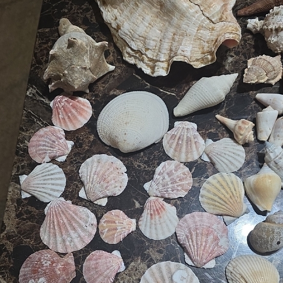 Large Seashell Collection - Picture 3 of 6